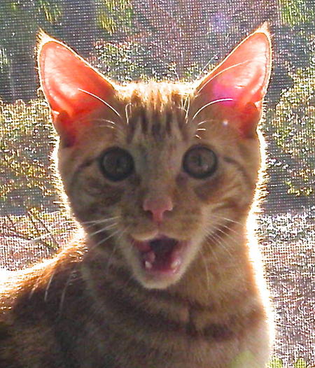 Sammy