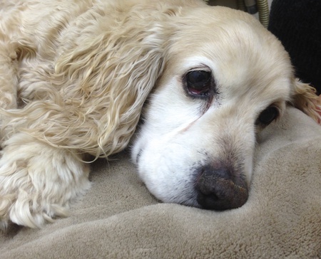 Buddy