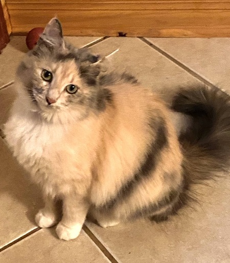 Miss Kitty Russell 