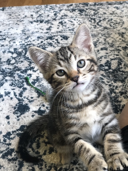 Buddy