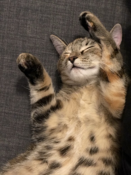Jovie
