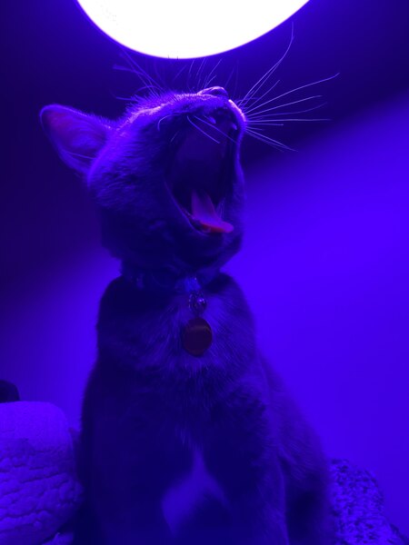 Miso