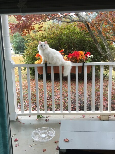 Frankie