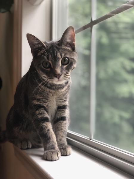 Apollo