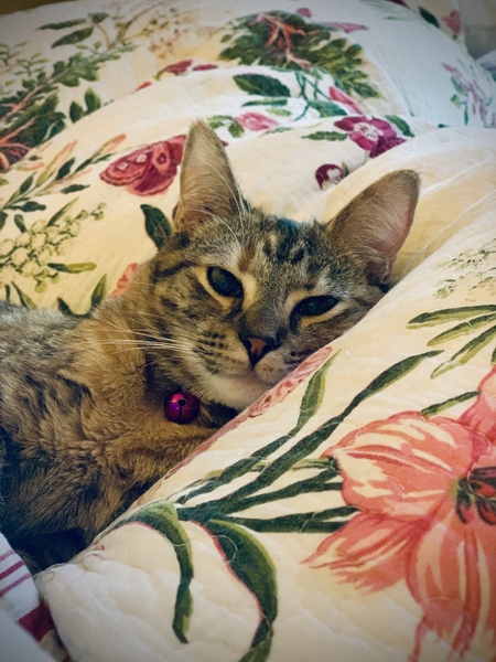 Little Girl