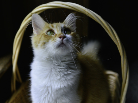 Finley