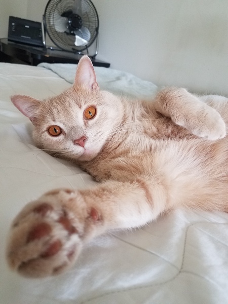 Ziggy 