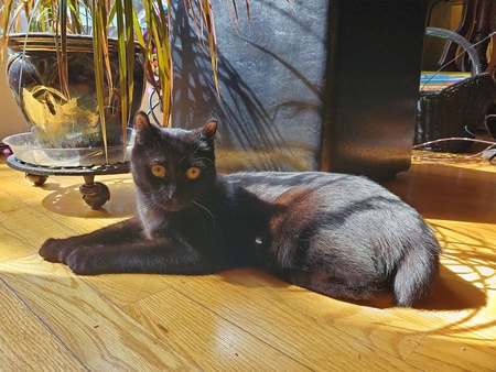 Molly Bee (formerly Delilah Belle)