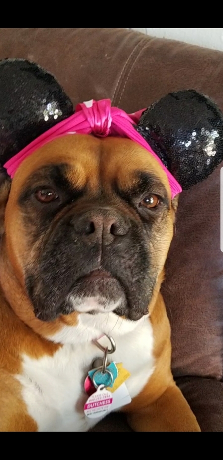 Dutchess 
