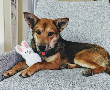 Eevee