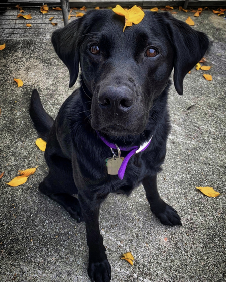 Moose