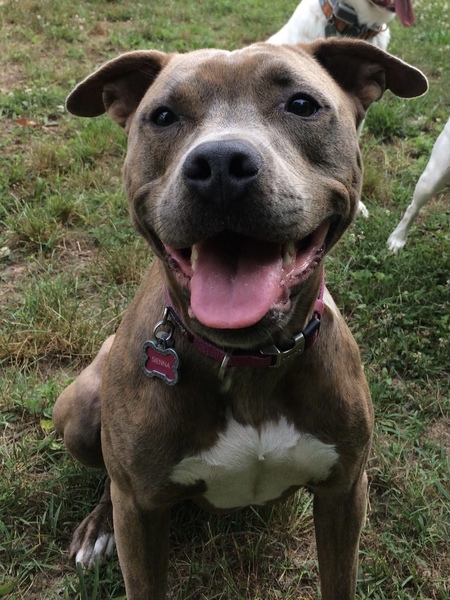 Sienna