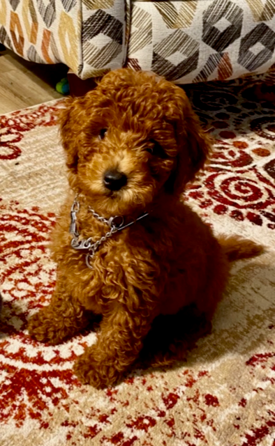Louie