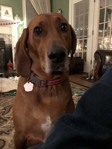 Maisy