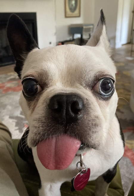 Yogi