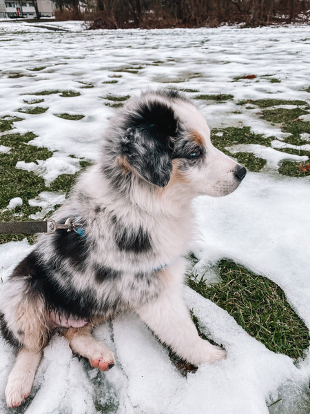 Bodie 