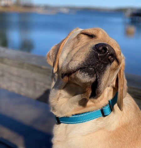 Skipper