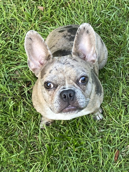Roxie