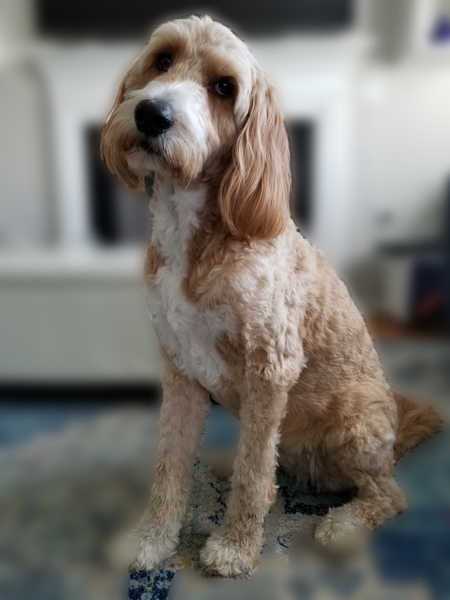Bella