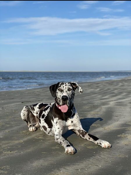 Maverick
