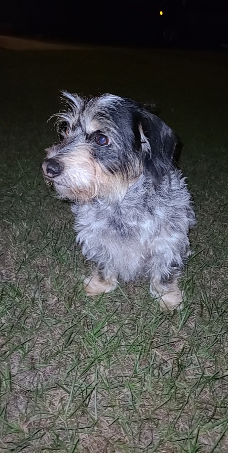 Gus