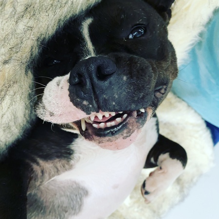 Gigi