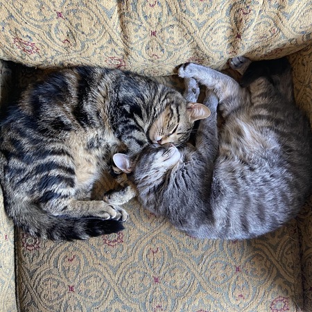 Marmalade and Smudge