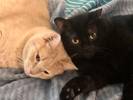 Jasper & Enzo