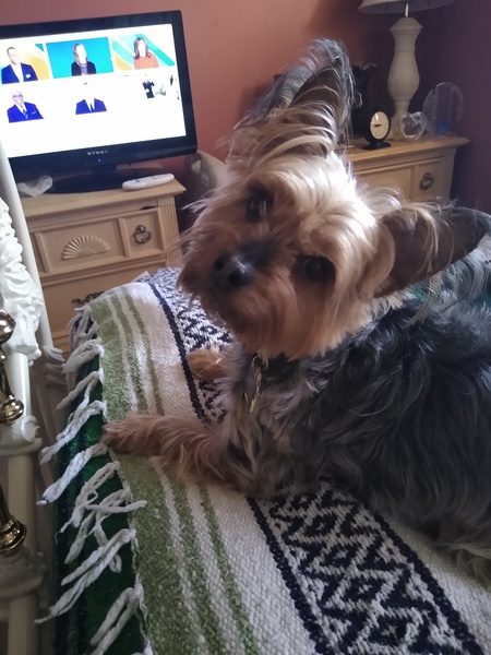 Toby