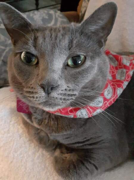 Laci 