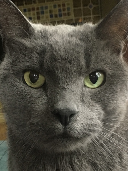 Simon