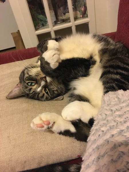 Maia