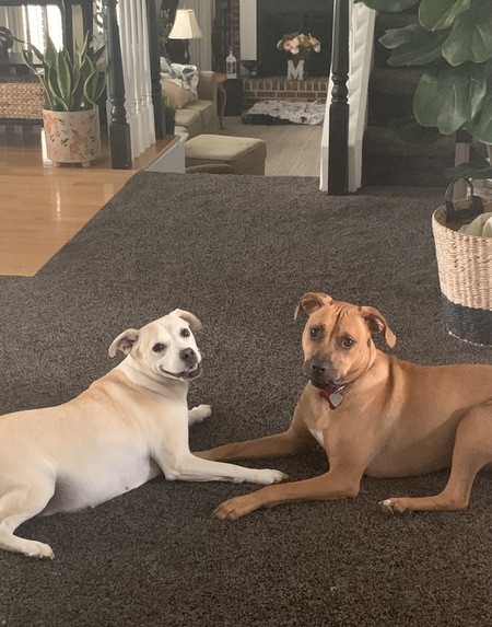 Bella & Ravioli 
