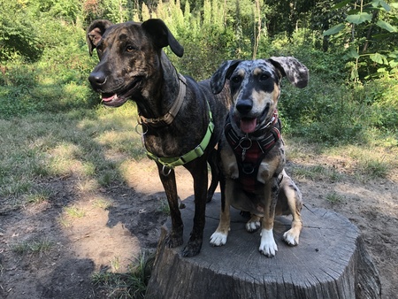 Pepper and Luna