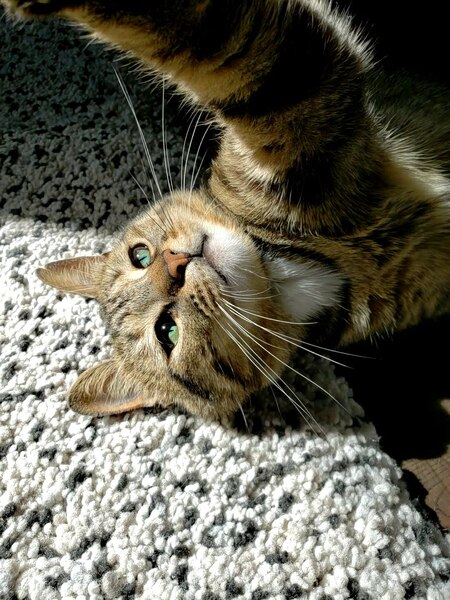 Sir Tobias G. Larchwood