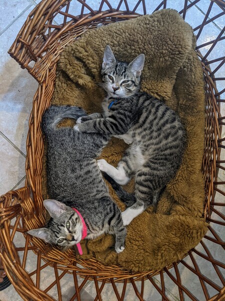 Kit and Kat