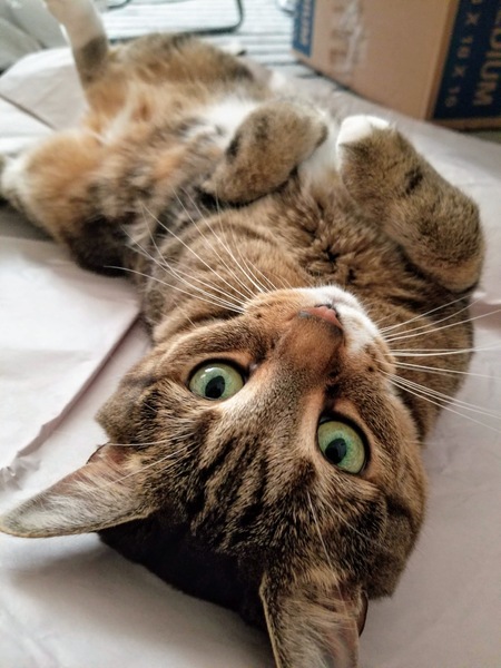 Bonnie