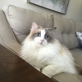 Entry image for Maisie