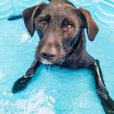 Entry image for Murphy