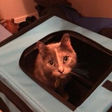 Entry image for Gracie