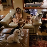 Entry image for Clockwise: Jasper, Odin, Cooper, Lou, Princess Lily