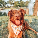 Entry image for Morty