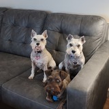 Entry image for Bentley Bella and Bailey
