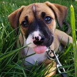 Entry image for Pepper