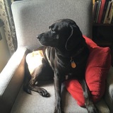 Entry image for Oliver