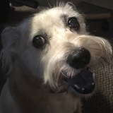 Entry image for Annie