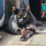 Entry image for Gizmo 
