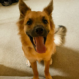 Entry image for Roscoe