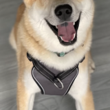 Entry image for Remus 