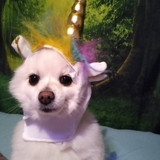 Entry image for Angel